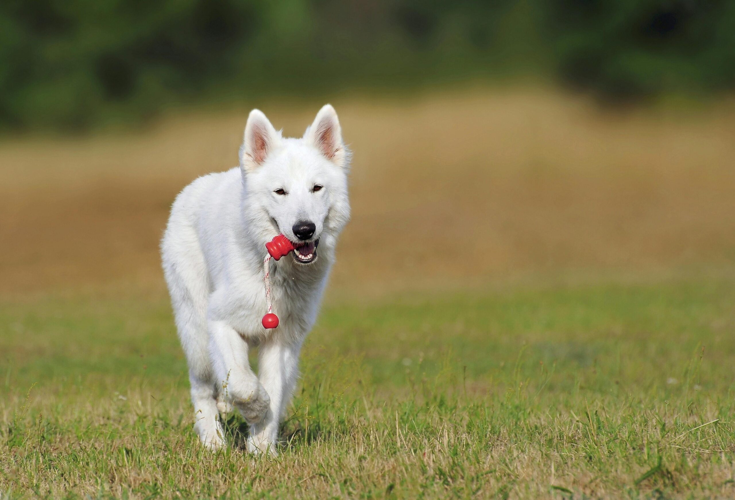 Cachorro brincando com brinquedo de enriquecimento ambiental