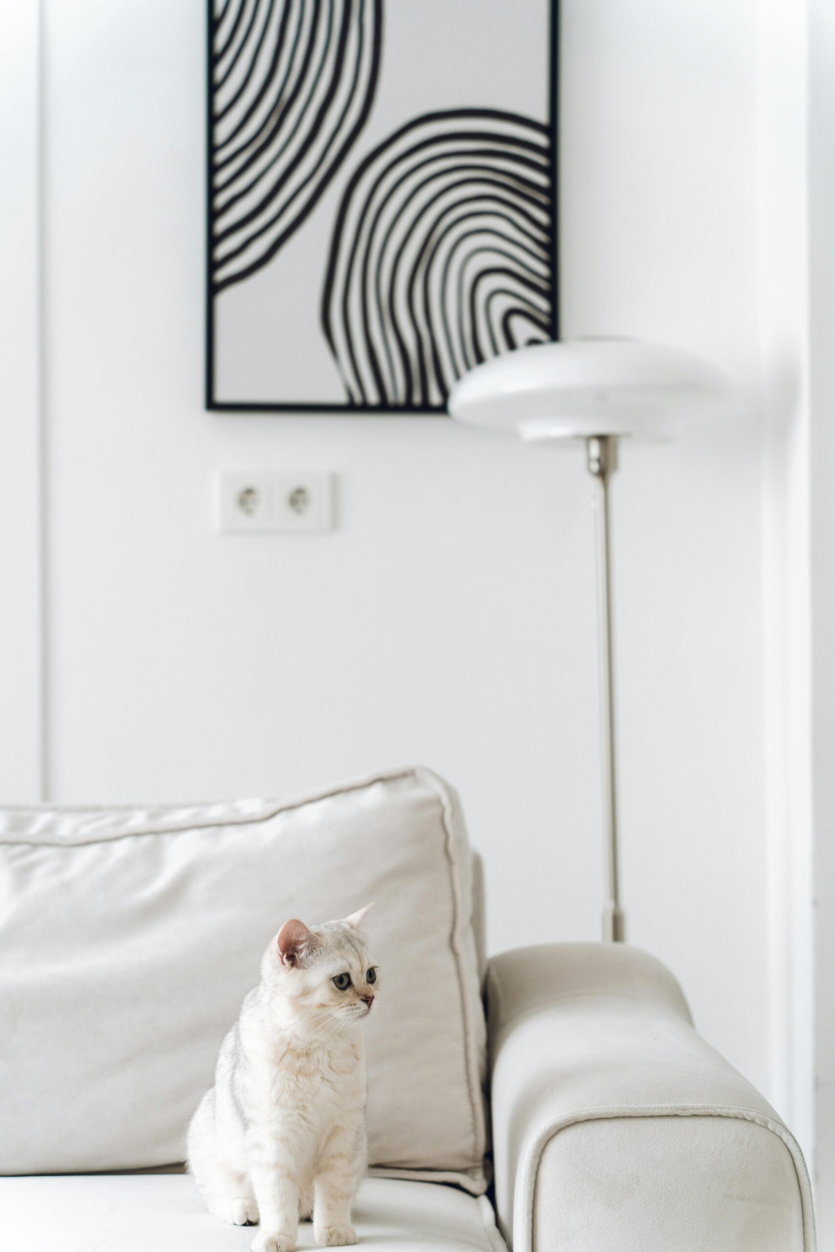 enriquecimento ambiental para gatos em apartamento