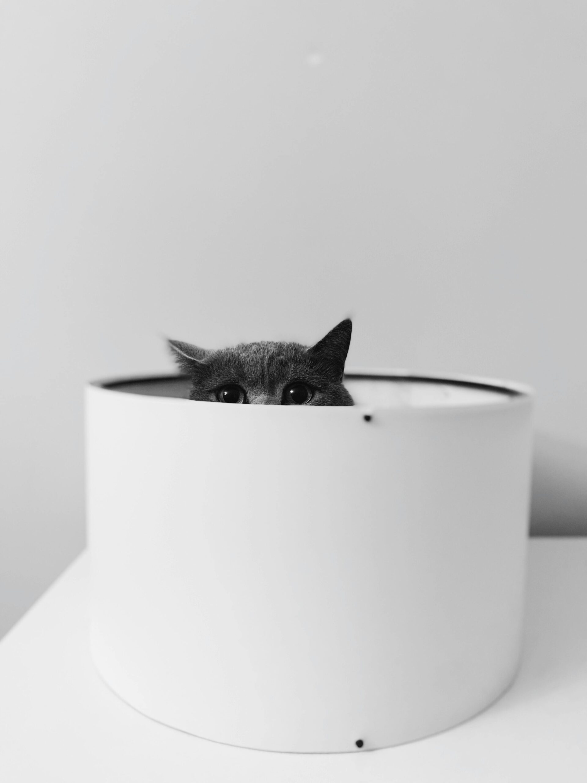 gato escondido em local seguro por instinto