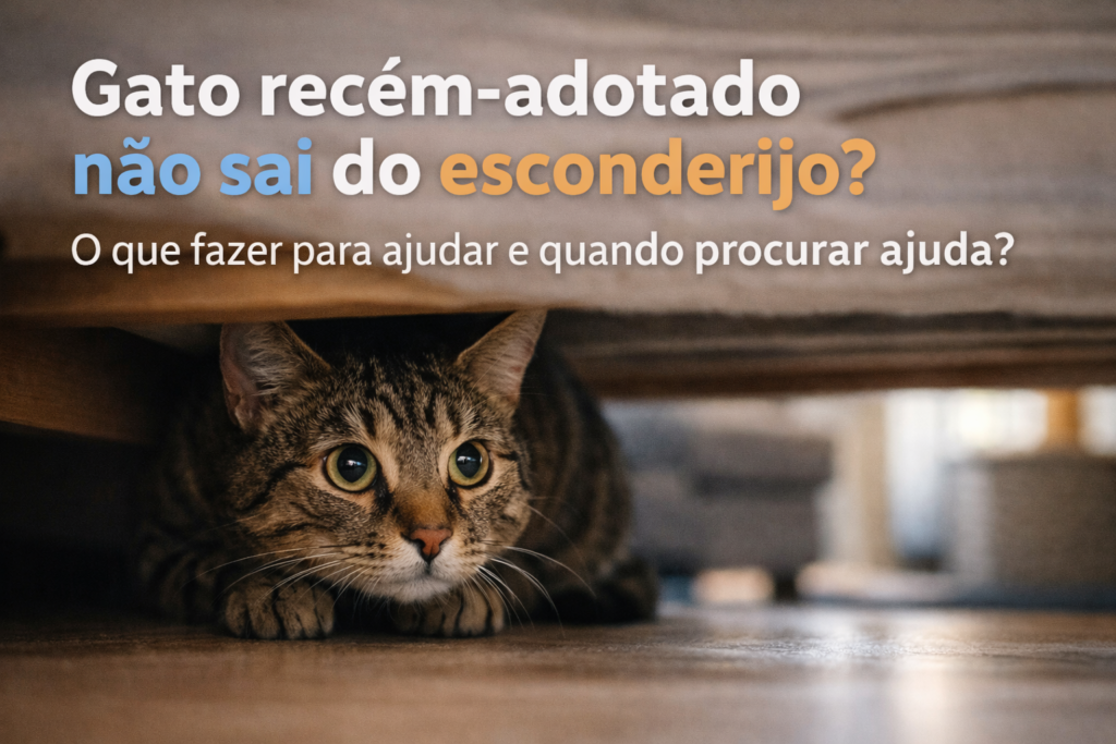 Gato recém-adotado não sai do esconderijo em casa nos primeiros dias