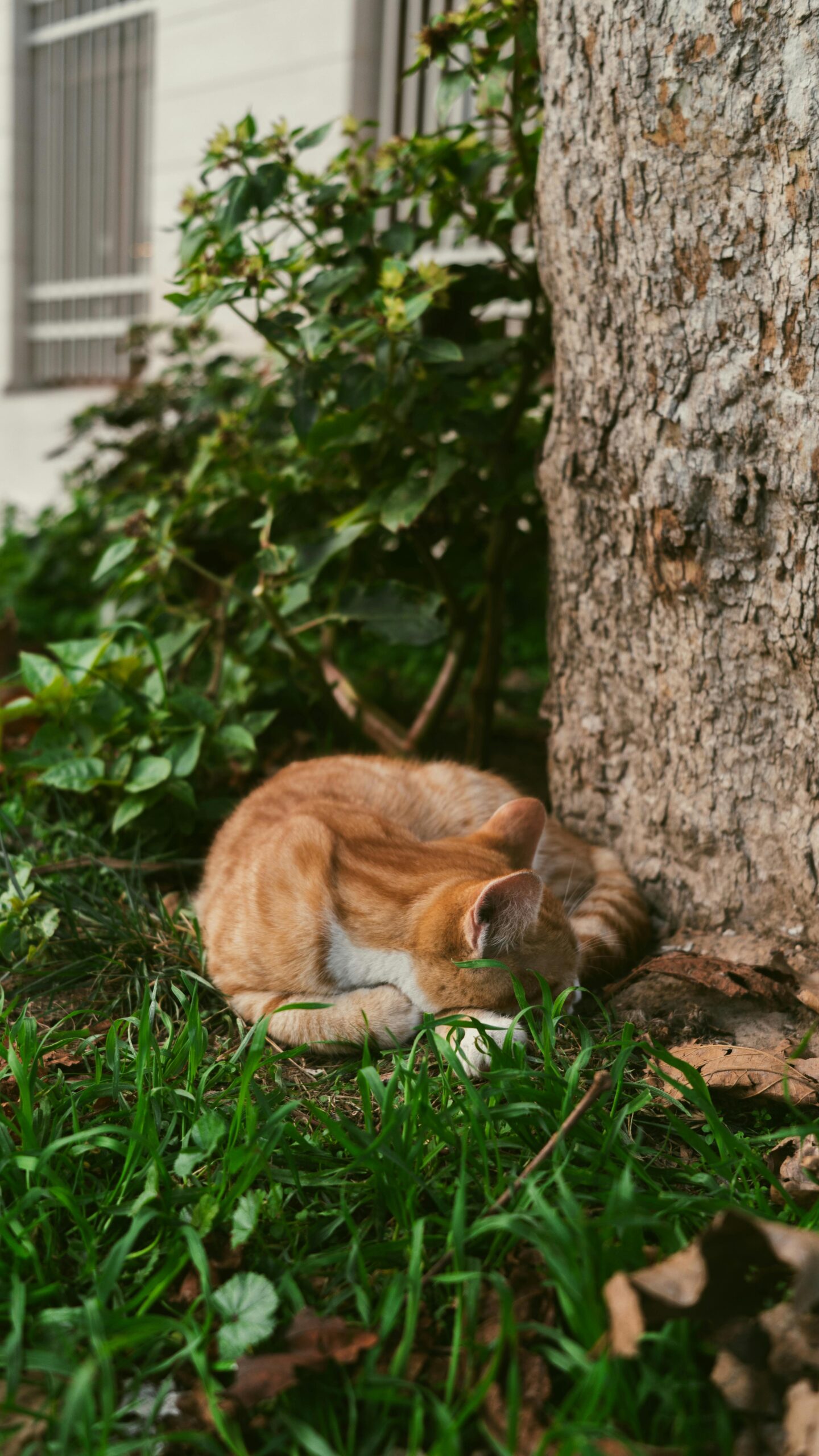 gato relaxado demonstrando bem-estar felino