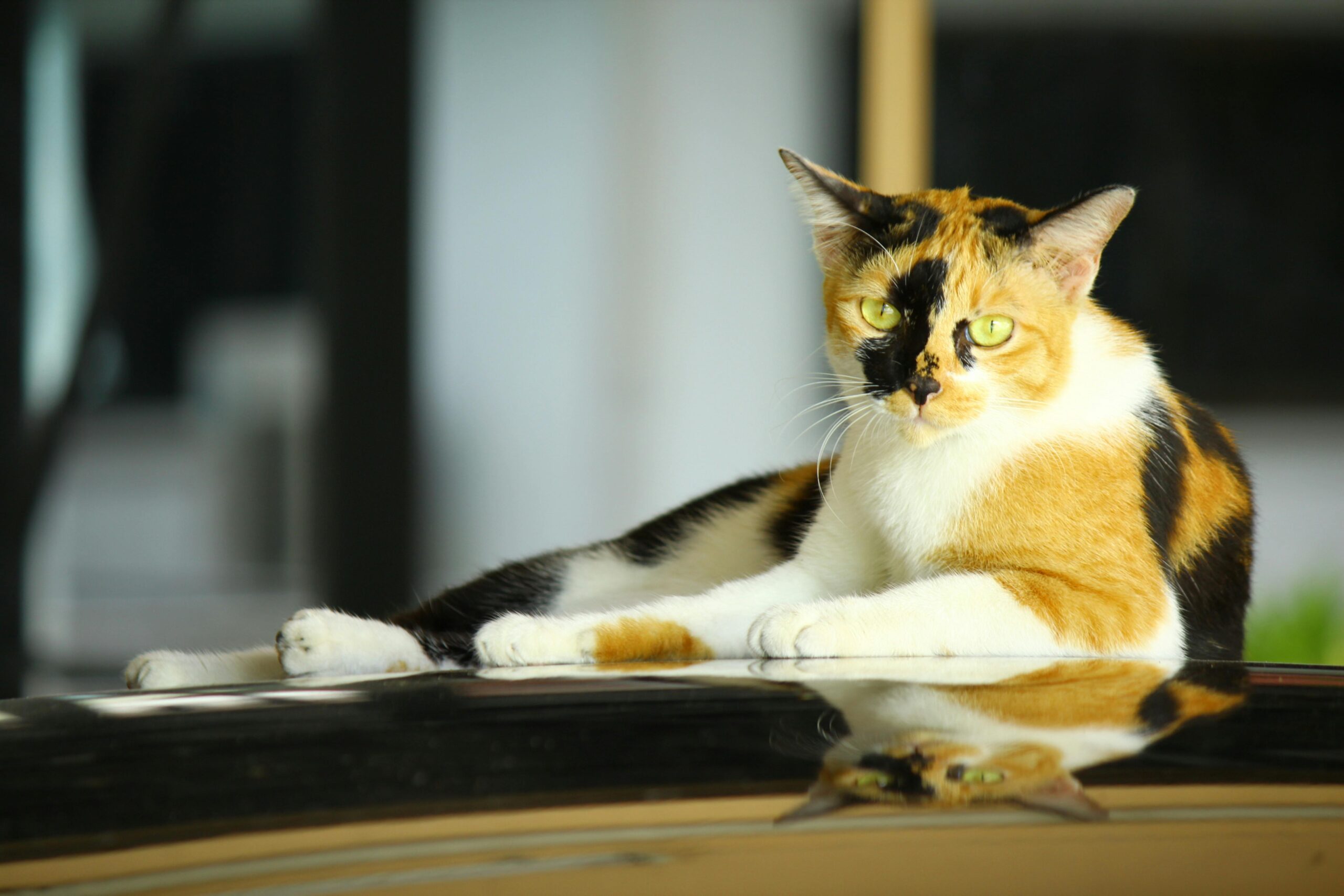 linguagem corporal dos gatos sinais de estresse e relaxamento