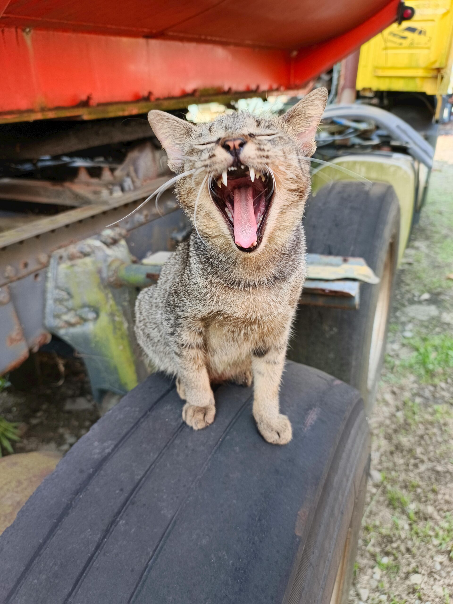 sinais de estresse em gatos orelhas achatadas e postura rígida