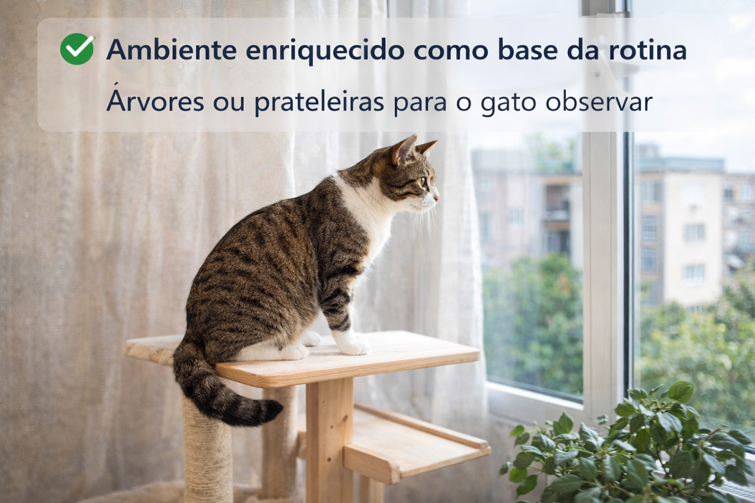gato indoor em ambiente enriquecido com arranhador e prateleiras durante o meio do dia