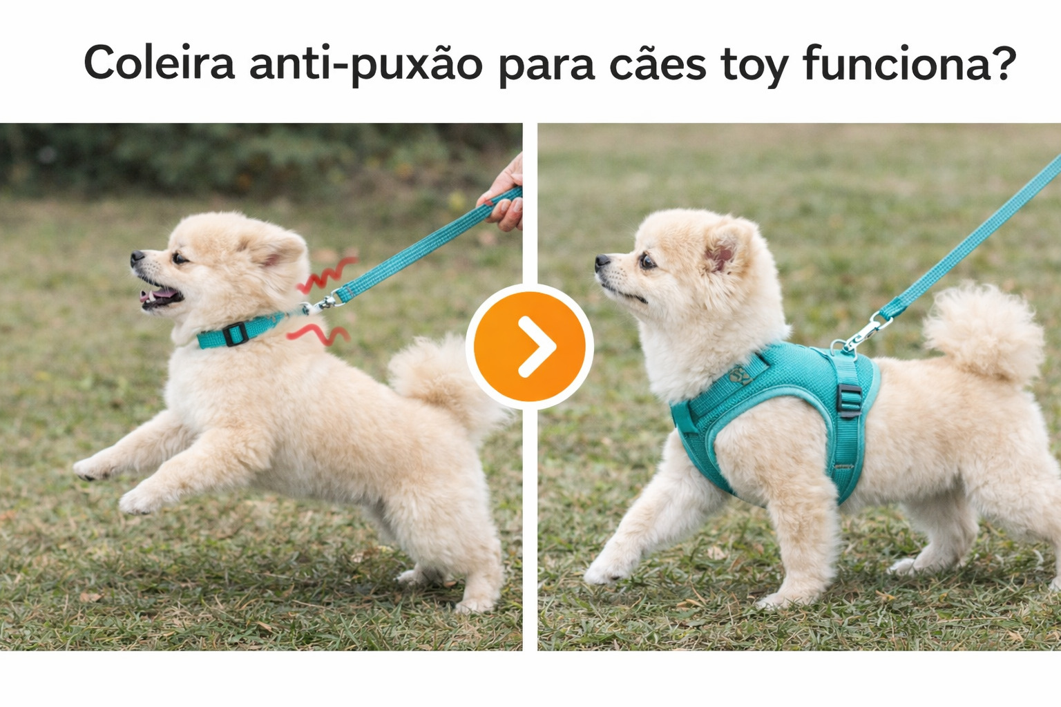 Comparação de cão toy puxando com coleira comum e caminhando calmamente com arnês anti-puxão