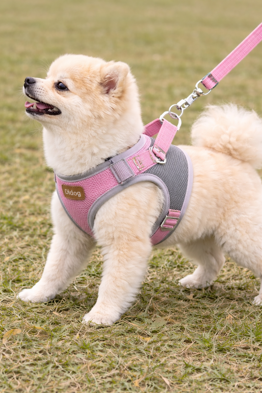Cão toy usando arnês anti-puxão Didog acolchoado durante passeio ao ar livre