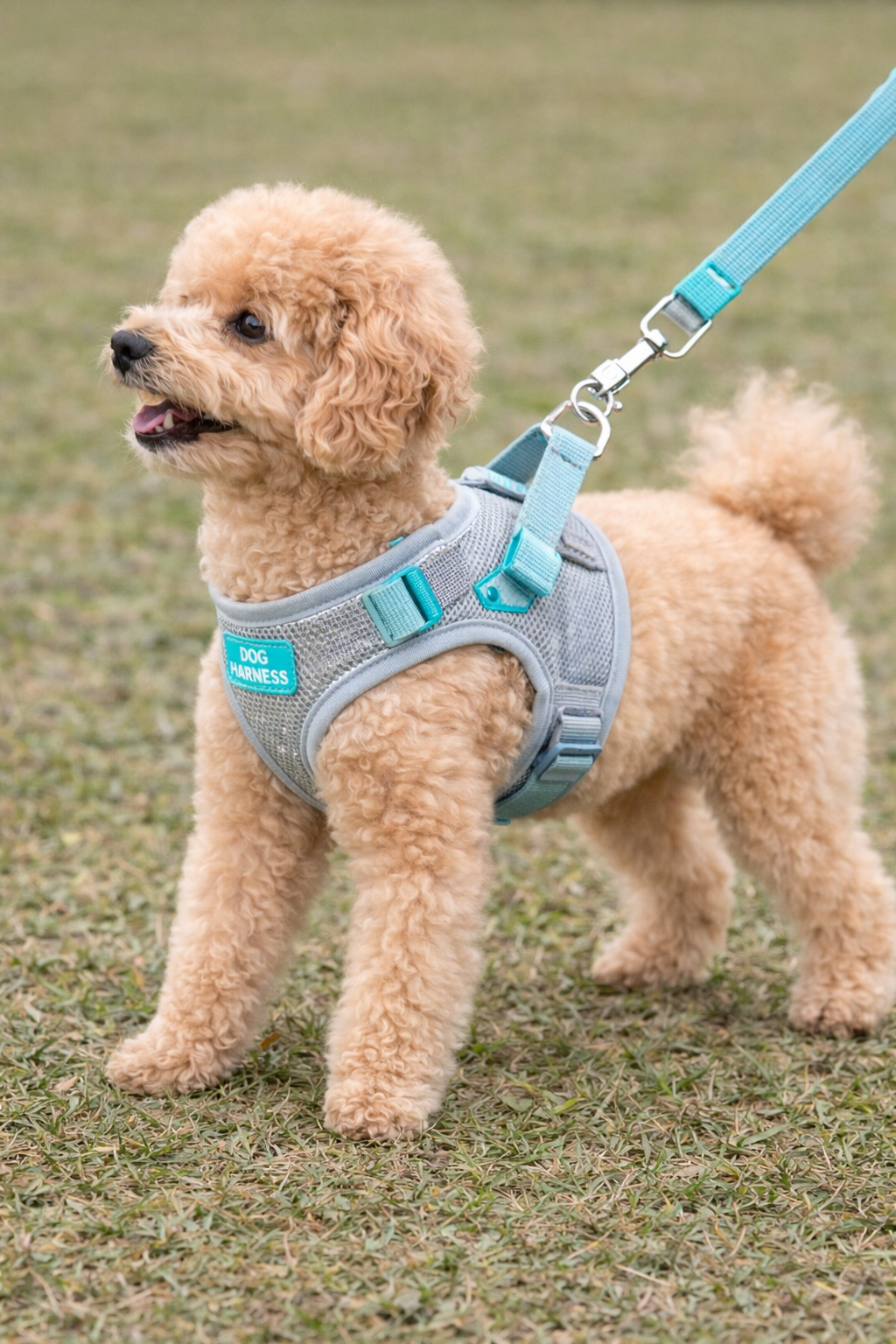 Poodle toy usando arnês anti-puxão do Dog Harness Set durante passeio com guia