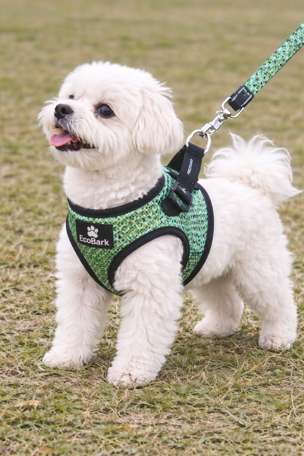 Cão toy usando arnês anti-puxão EcoBark durante passeio ao ar livre