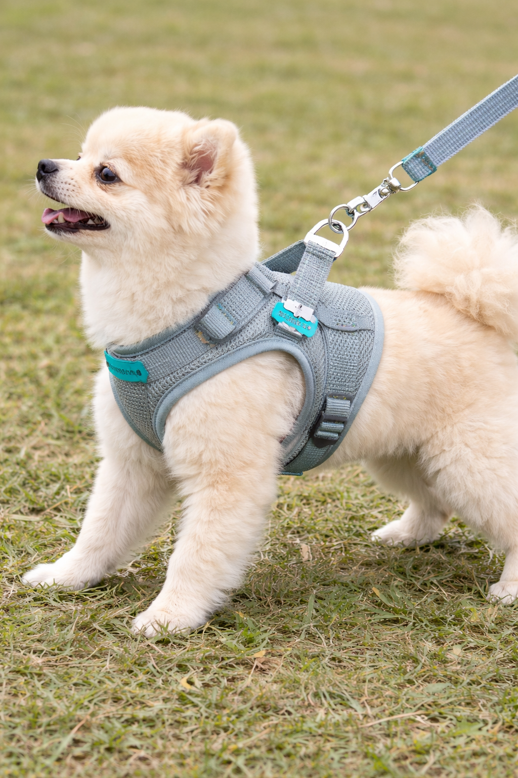 Cão toy usando arnês anti-puxão GAMUDA durante passeio com guia frouxa