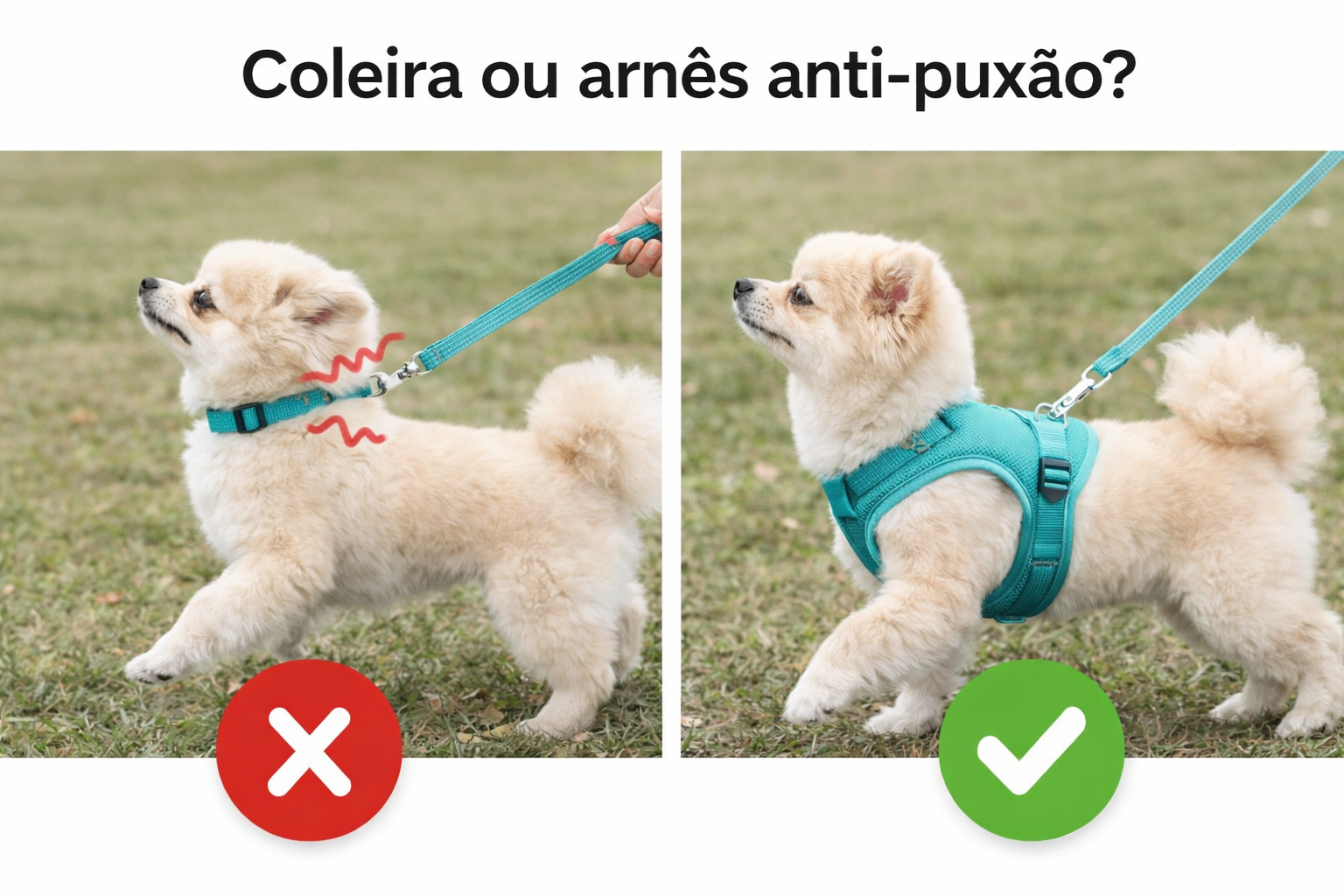 Comparação entre coleira no pescoço e arnês anti-puxão em cão toy durante o passeio