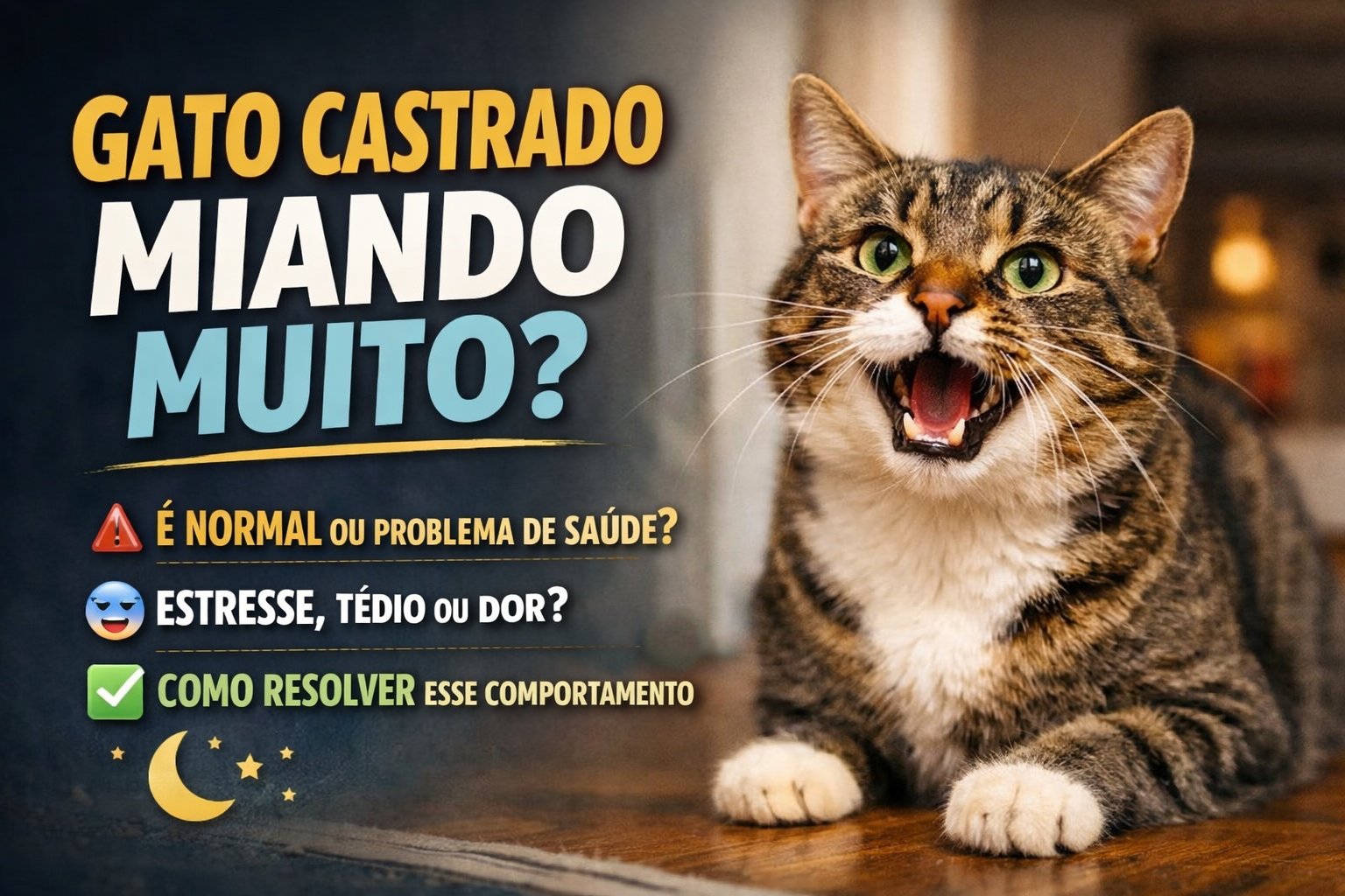 Gato castrado miando muito dentro de casa, comportamento comum relacionado a estresse, tédio ou ansiedade