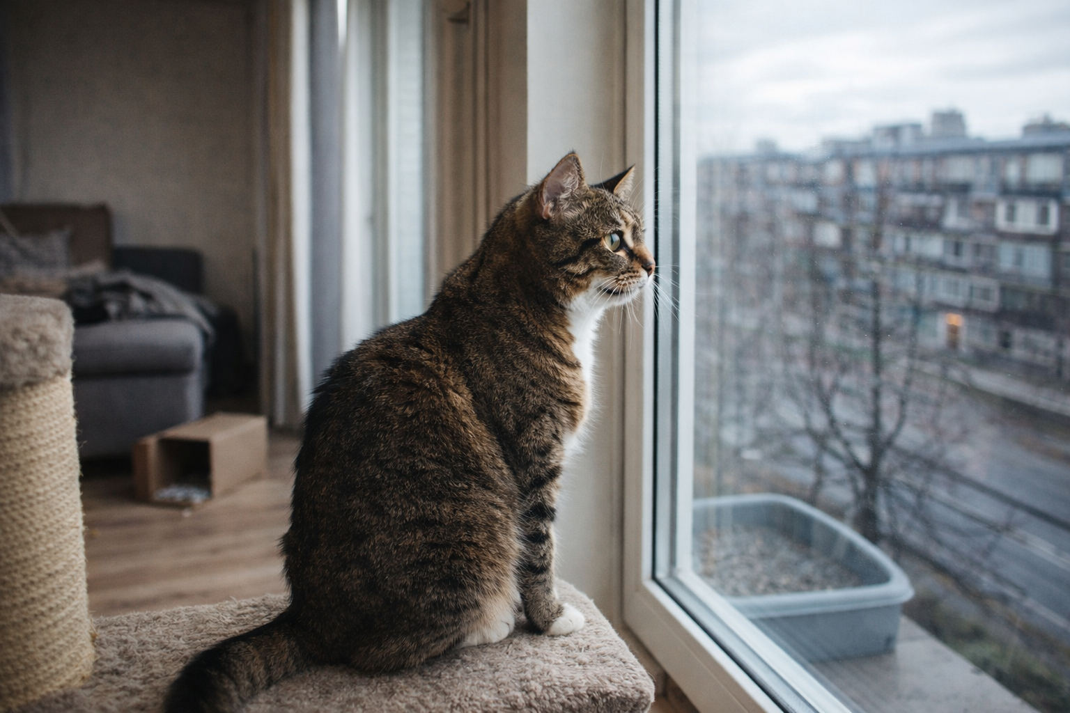 Gato estressado em apartamento pequeno sem estímulos ambientais, situação comum que causa miado excessivo e ansiedade felina