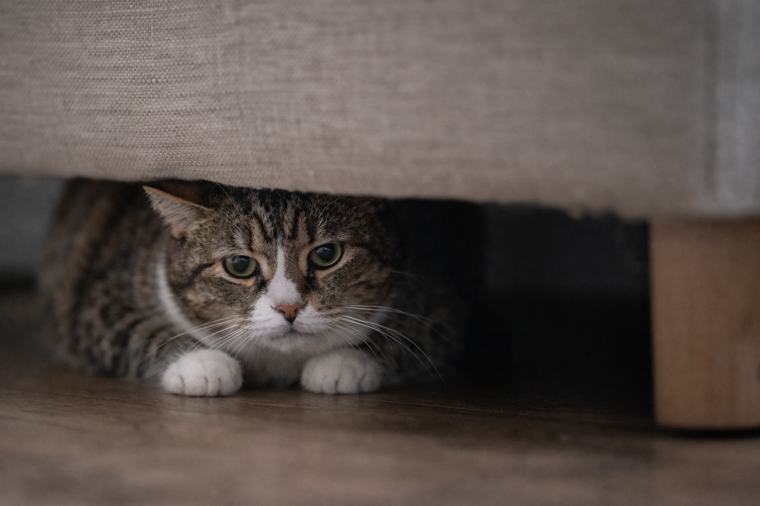 Gato estressado se escondendo debaixo do móvel como sinal de ansiedade
