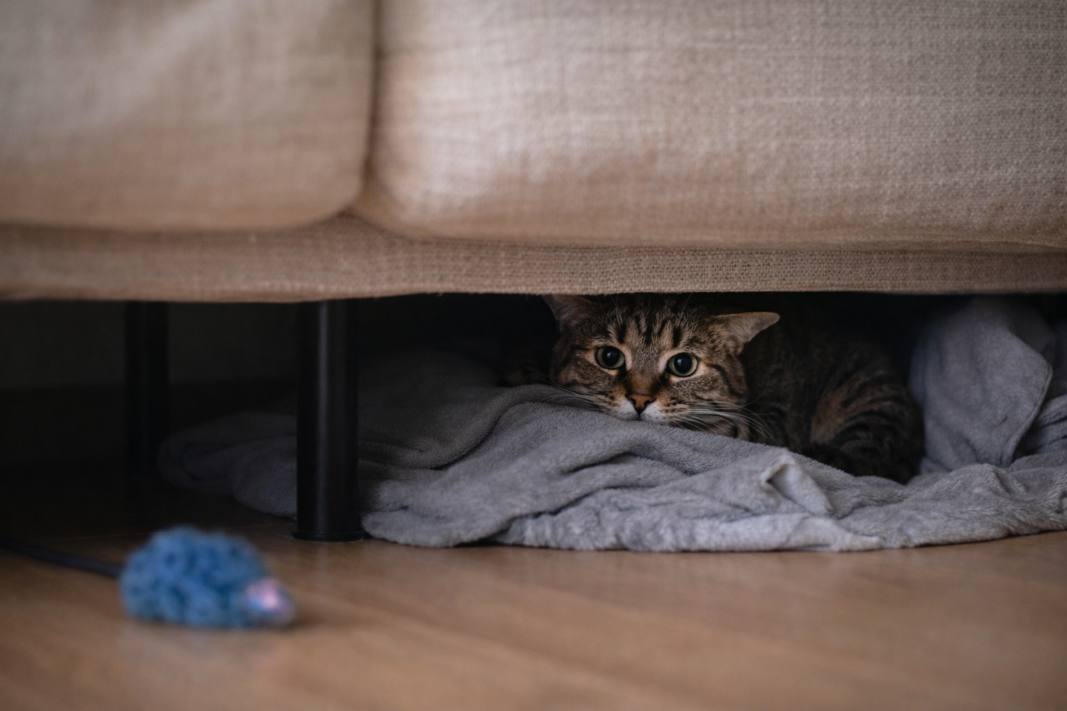 Gato medroso escondido observando o ambiente doméstico como sinal de medo e insegurança