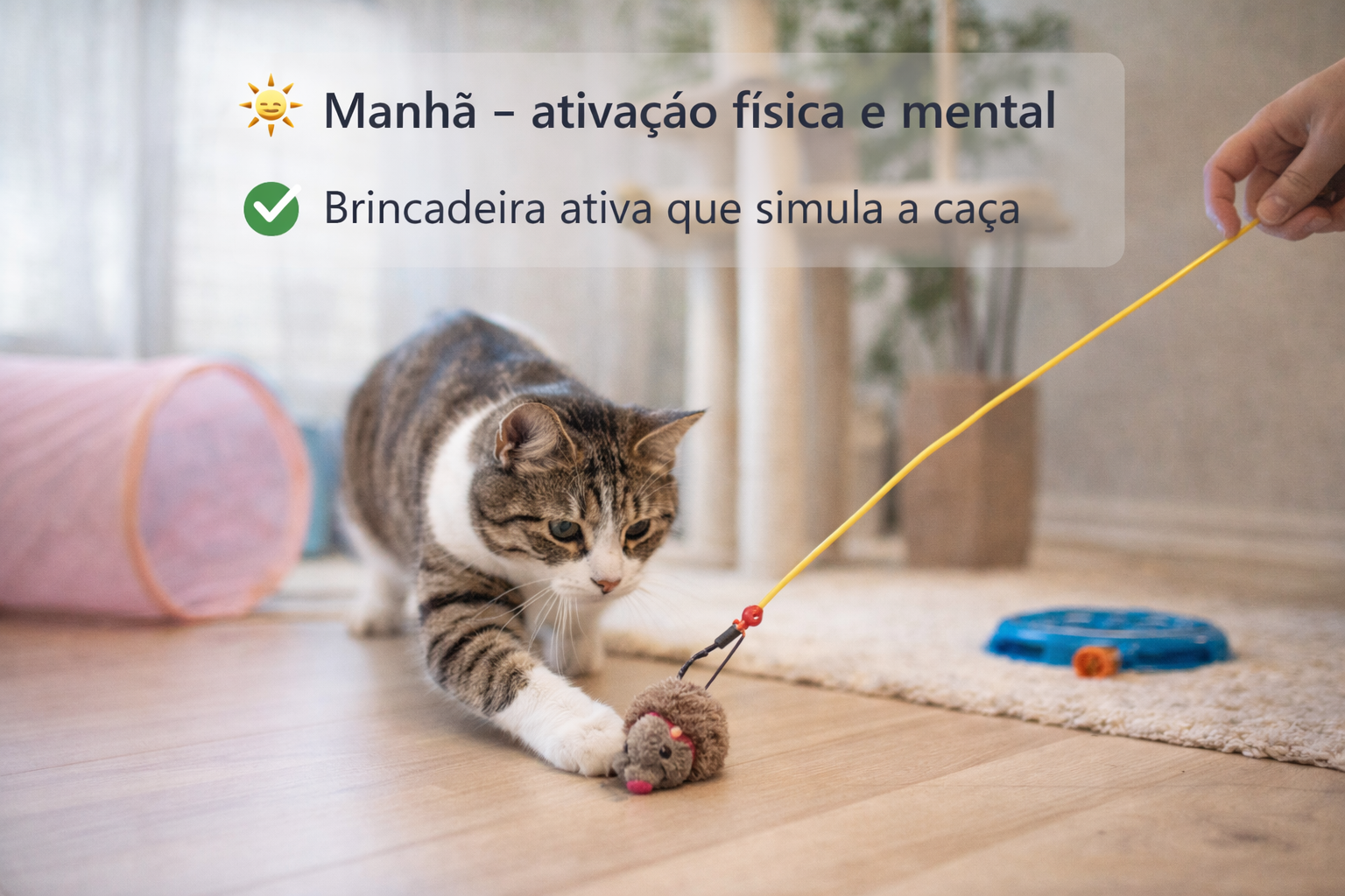 gato indoor brincando com varinha e simulando caça durante a rotina diária pela manhã
