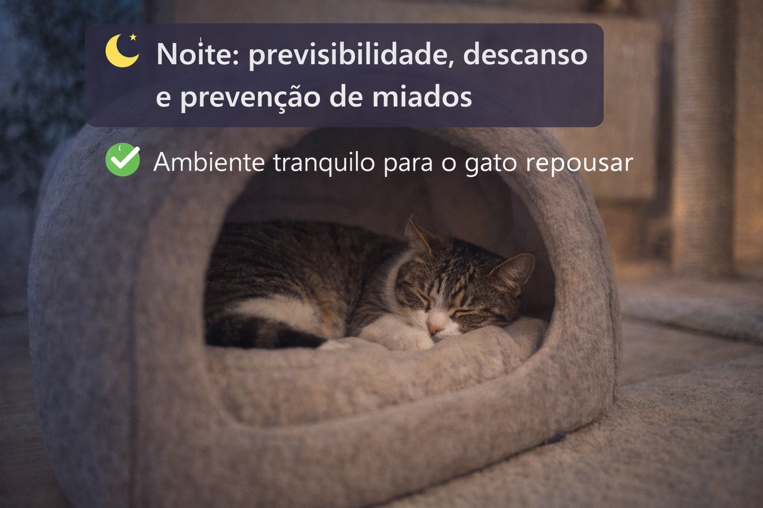 gato indoor descansando à noite em ambiente calmo após rotina diária equilibrada