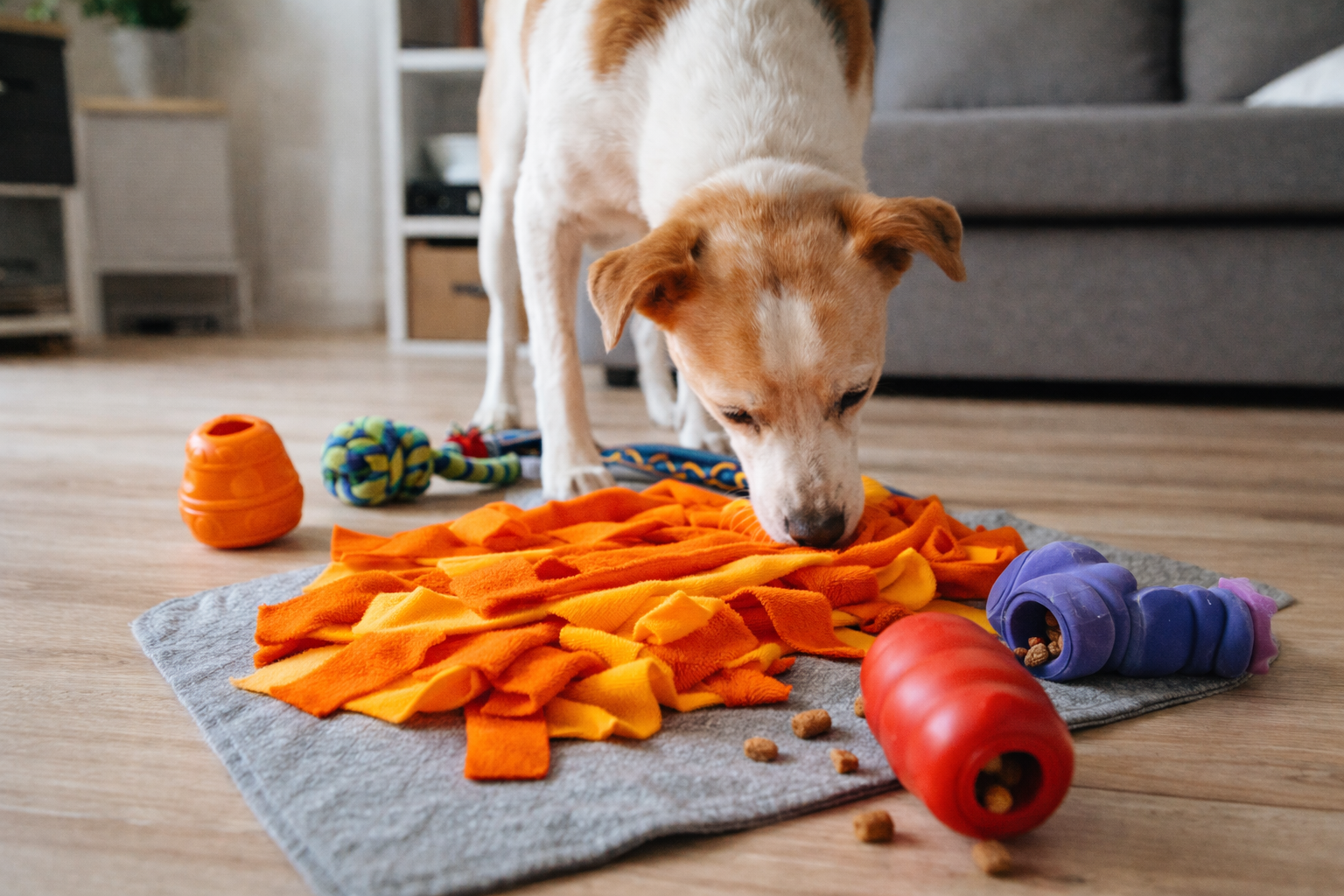 Enriquecimento ambiental para cachorro ansioso em apartamento com brinquedos interativos e tapete olfativo