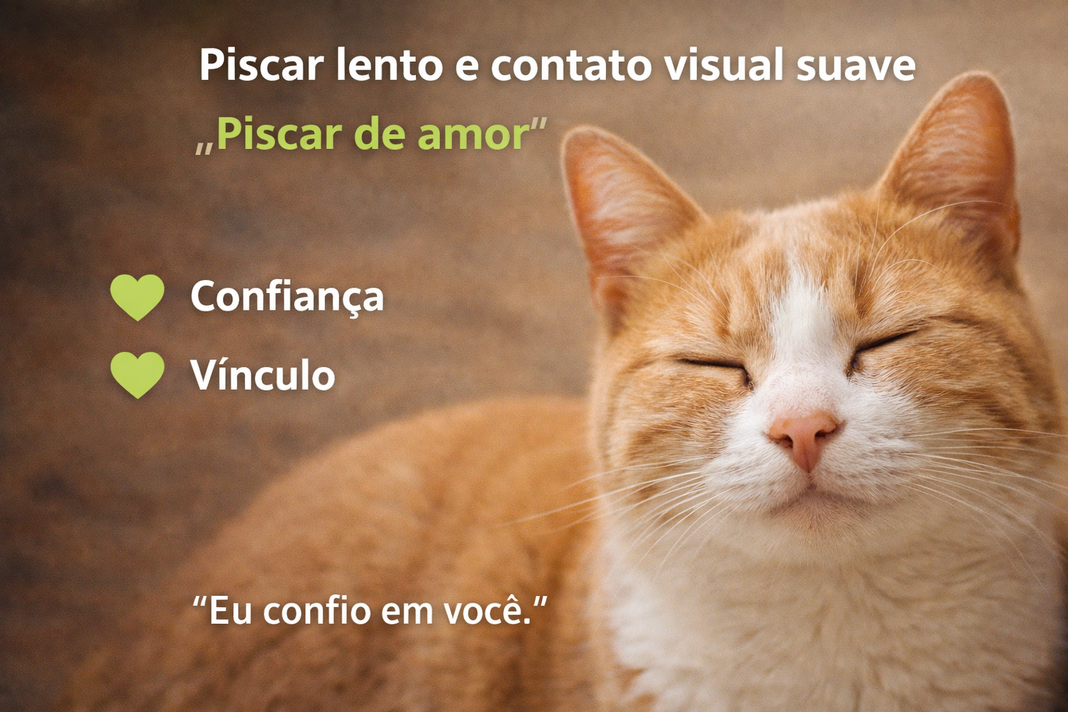 Gato com olhos fechando lentamente demonstrando confiança e vínculo com o tutor, exemplo de piscar lento na linguagem corporal felina