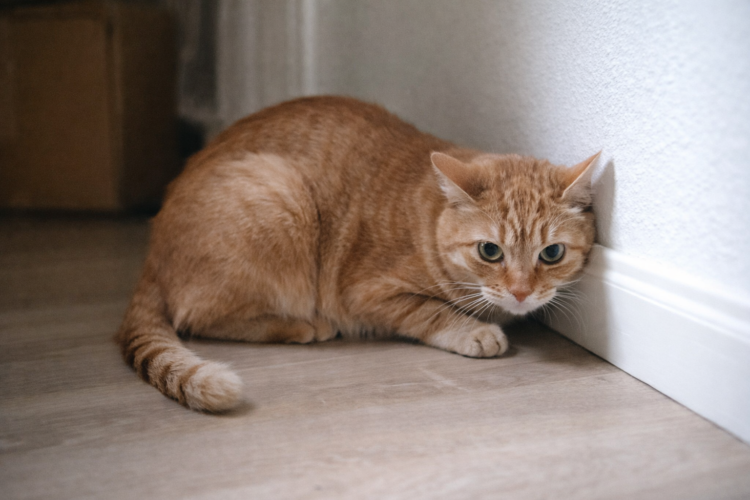 Gato com medo e inseguro, corpo encolhido e cauda baixa indicando tensão ambiental